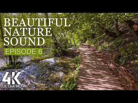 8 HRS Soothing Bird Songs + Gentle Water Sounds for Relaxation - 4K Beautiful Nature Soundscapes #6