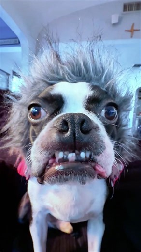 From Dog to Jukebox 🎶