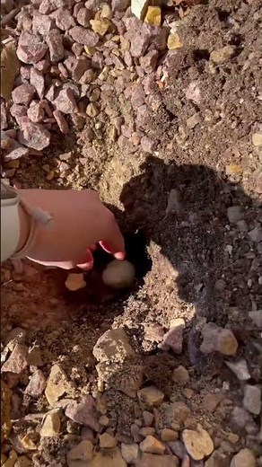 How to plant tulips and protect the bulb from squirrels