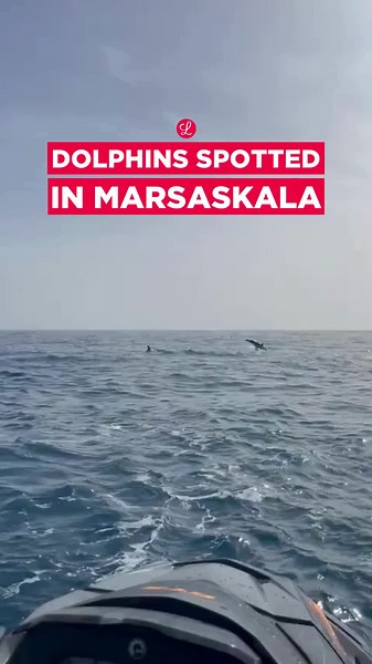 A pod of dolphins were spotted swimming through the seas of St Thomas Bay in Marsaskala. Footage sent to Lovin Malta shows several of the marine mammals porpoising in the waters as onlookers were in audible awe. Have you ever spotted a dolphin in Malta? Send us your videos