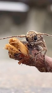 5.9K views · 840 reactions | Long-horned beetle, (family Cerambycidae), also called longicorn, video taken by Madhan | Macro Micro World | Facebook