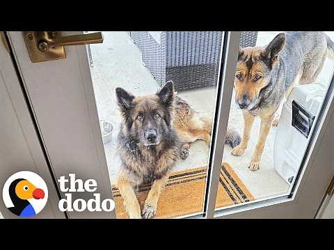 Two Lost German Shepherds Show Up And Choose Their Own Family | The Dodo