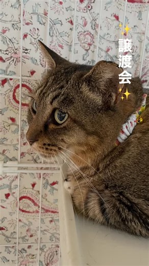 ほごねこ譲渡会 猫たち頑張りました‼︎ お野菜のご寄付をして下さる農家様 いつも有難うございます🙏 今月は3週連続の譲渡会でした。 今後も良きご縁に巡り会えますように！ | Miki Sato