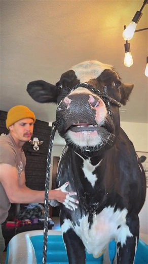 Spa Day with Bruce the Cow: Farm Snack & Animal Care