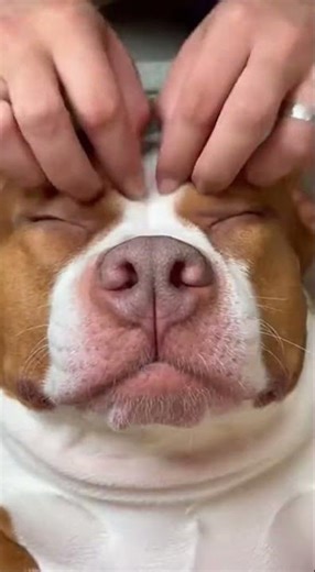 The Ultimate Doggy Spa Day: ASMR Relaxation 🥒✨