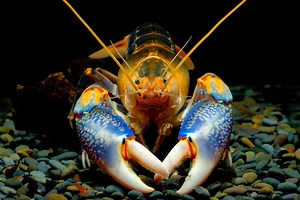 Pet Crayfish | 7 Freshwater Aquarium Crayfish!