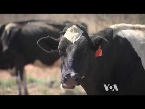 Reducing Methane Emission from Cows