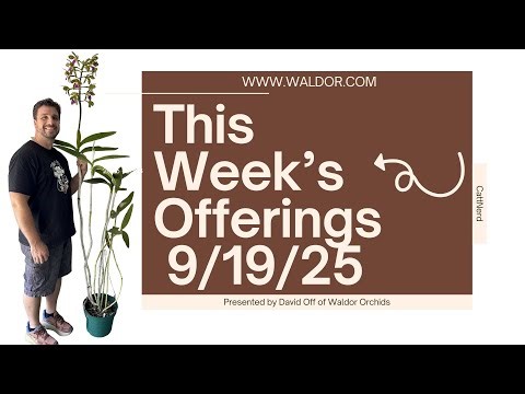 This Week’s Orchid Offerings | Rare Divisions, Bareroot Finds & Hidden Treasures (9/19/25)