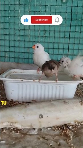 Zebra Finches Birds ||#birds #highlights #shortvideo #short #birdsounds #finchesbirds