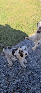 403K views · 10K reactions | 藍 These dogs crack me up.. Hedgesville, WV | UPS Dogs | Facebook