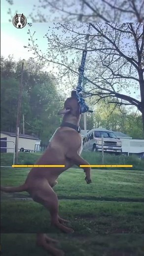 Cane Corso Pitbull Mix: 5 Things You Never Knew!!!