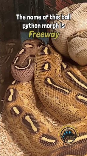 WOW! 🛣️🚗 This ball python morph is incredible! #ballpython #snakes #reptiles #freeway #exoticpets