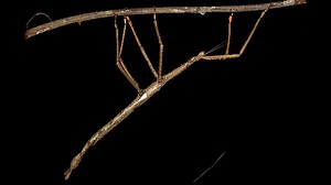 'It's really neat', says Australian professor who helped discover giant stick insect