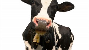 Alexa, more cowbell: 18 silly (but fun) Amazon Echo commands
