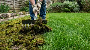 Comment éliminer la mousse de sa pelouse ? Le guide ultime