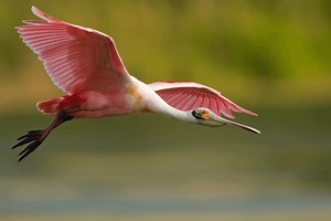 The perfect Boat Tour, Private Boat Tour — River Explorer Boat Tours