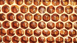 Eggs and larvae of future honey bees. These are two successive phases of honey bee development.