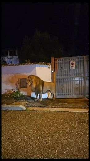 54M views · 308K reactions | Ieri sera sono andato a fare un giro a Ladispoli.. ( a tro…. a salutare una mia amica) ragazzi un casino …tutti a cercamme a salutamme…aho son venuti pure i carabinieri..meglio stare a casa il sabato sera sa’ !! | Mario Cipollini | Facebook