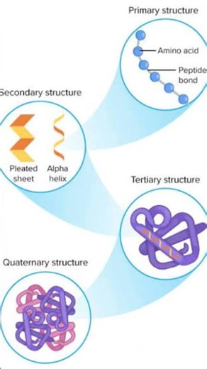 📌 Protein Structure Types – Super Easy Memory Hack for NEET, JEE & Boards!