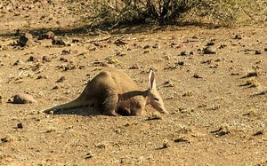 Aardvark: qué es, características, hábitat, alimentación, reproducción