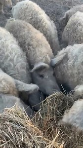 El cerdo que parece oveja | Earth Tech