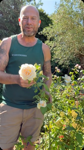 Ben Hamilton Anderson, Rose Expert & Plant Reviewer on Instagram: "My focus rose for the month of September is ‘Chandoes beauty’ from @harknessroses1879 This is a hybrid tea producing flowers freely from June to the end of September. Flowers are born in huge sprays of up to 20 flowers per stem held high above its canopy of foliage. Ultimately reaching around 3 1/2 to 4 feet tall and around 2 1/2 feet wide flowers open from lime tinged creamy buds to a beautiful soft shell or salmon pink flower w