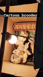 Cartoon brooder | Jhon Leo Blasquez