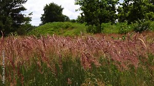 Festuca rubra is a species of grass known by the common name red fescue or creeping red fescue. It is widespread across much of the Northern Hemisphere and can tolerate many habitats and climates.