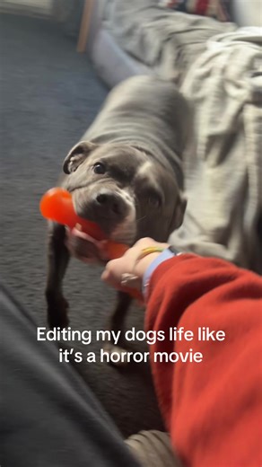 He’d probs get killed off first in a horror movie tbf #staffy #rescue #conan #horror #fyp