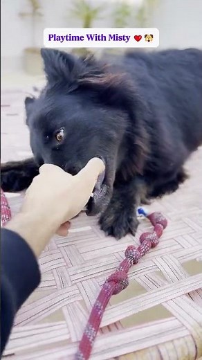 Playtime with Misty ❤️🐶 | Cute Dog Fun Moments #cutedogs #dogplaytime #misty