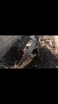 Digging Into My Raised Bed Looking For Decomposed Matter