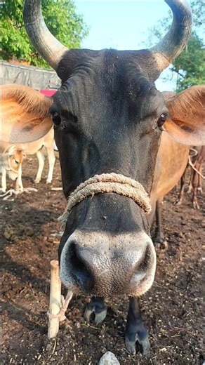 Jis tarah Maine Teri Rah Taki Hai Barso 😍🔥