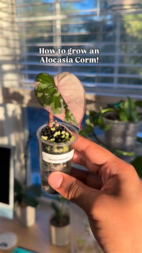 Isaiah chatman on Instagram: "How to grow a corm(ASMR Version)🤌🏾⬇️ This is exactly how I grow Alocasia corms from start to leaf using Rareplantninja.com self-watering corm cups.🌱 1. Fill the cup with my go-to propagation mix 50/50 stratum + perlite. It keeps the corm moist without suffocating it. 2. Place the corm, add the dome, and lock in 100% humidity. 3.Once a week, I pop the lid off to air it out (this step matters). 4. Keep in a warm space (70-85°F) 5. When the corm sprouts, I remove th