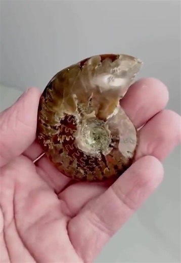 Natural Ammonite Polished Fossil: Madagascar - Etsy