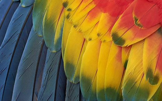 Parrot Colors: Most Common to Rarest
