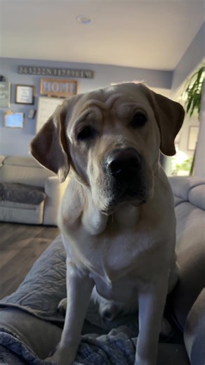 he’s my funny boy #labradorretriever #yellowlab #labsoftiktok #fyp #labrador