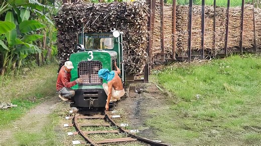 Rusty trains transport millions of tons of sugarcane annually