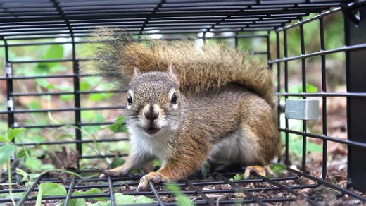 The Gentle Way to Safely Catch and Release Animals