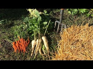 Storing Carrots & Parsnips in the Ground.