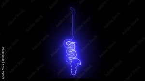 Human digestive system gut gastrointestinal tract anatomy diagram