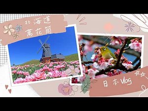2026北海道春季花海一次爽看！櫻花碉堡+芝櫻鳥居+200款鬱金香，知床雪壁太夢幻啦🌷🌼