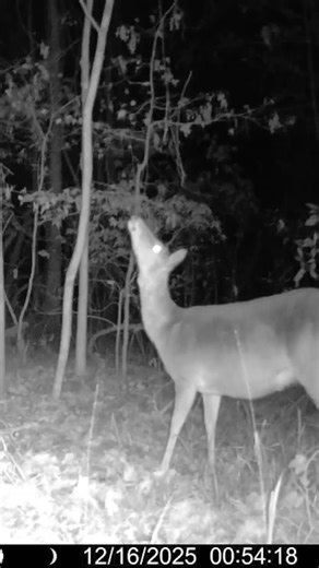 Deer caught on trail cam watching Aliens & UFO ‪@meikosadventures‬