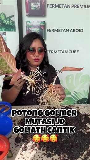 Tangan gak tahan mau motong‼️ 🤭 Goliath merah mutasi jadi cantik begini 🥰 Ntah apa namanya tp liat dong akarnya yg gondrong biar basah luntah lantah tuh air di media, akar tidak ada yg lonyot, aglaonya sehat josss subur sentosa‼️ Regenerasi potong batang aglaonema kita di rumah secara rutin akan buat aglao kita sehat dan panjang umur #stayyoung ❤️ Happy Gardening with Fermetan 🪴 #fermetan #aglaonema #aglaonemagoliath #aglaonemagoliathmerah #aglaonemakoleksi #aglaonemaindonesia #aglaonemaplant