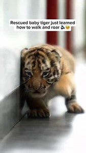 631K views · 10K reactions | A rescued baby tiger, finally safe in a...