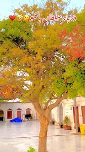 17K views · 1.9K reactions | hazrat sultan bahoo | Malik Yaseen | Facebook