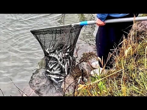 Cowlitz River 2026 First Smelt Season Opener - Washington State