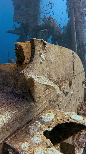 5 interesting facts about the Leopard Torpedo Ray (Torpedo panthera).