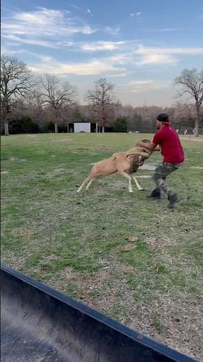 “Grab Life By The Horns” Is Just A Figure Of Speech!