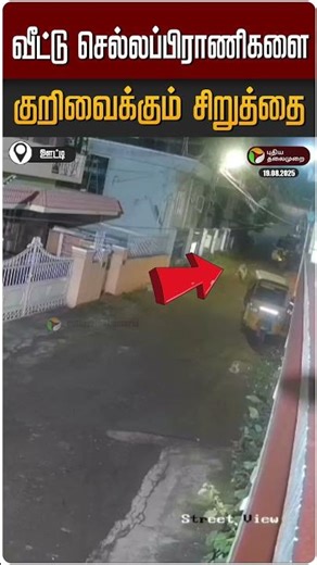 வீட்டு செல்லப்பிராணிகளை குறிவைக்கும் சிறுத்தை | Cheetah | Ooty | CCTV