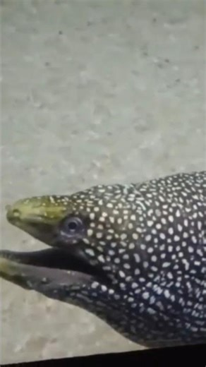 Fish 🐟 Lover's guineafowl moray. 